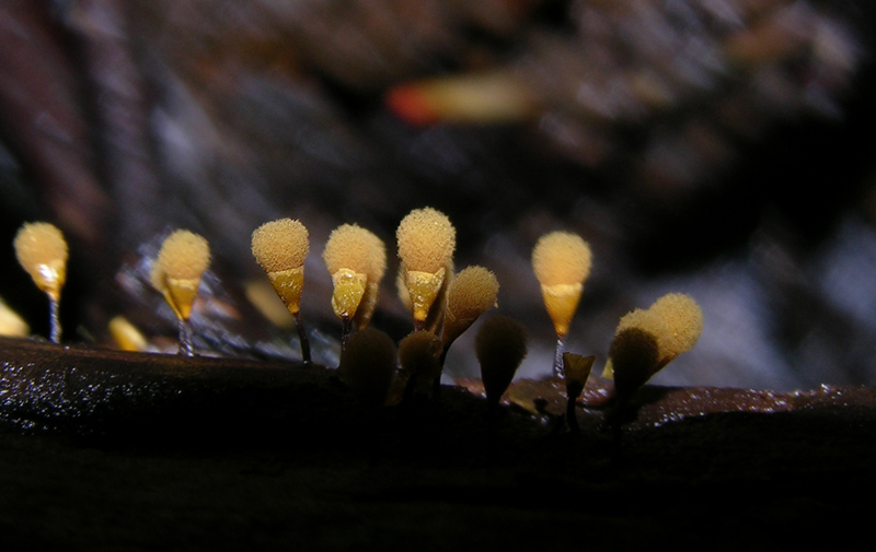 Hemitrichia clavata.